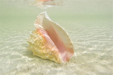 Mafic conch shell online